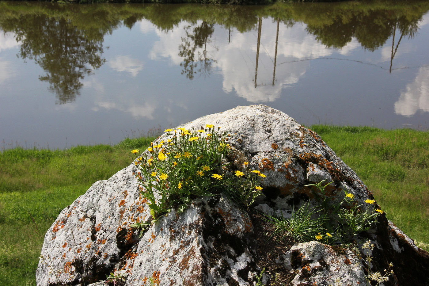 Image of Crepis foliosa specimen.