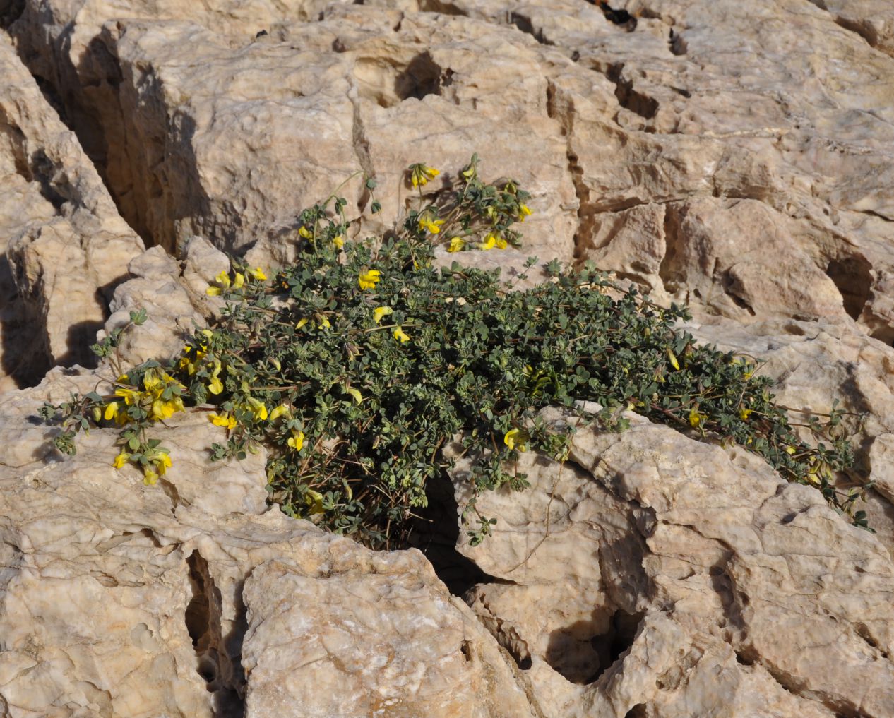 Image of Lotus cytisoides specimen.