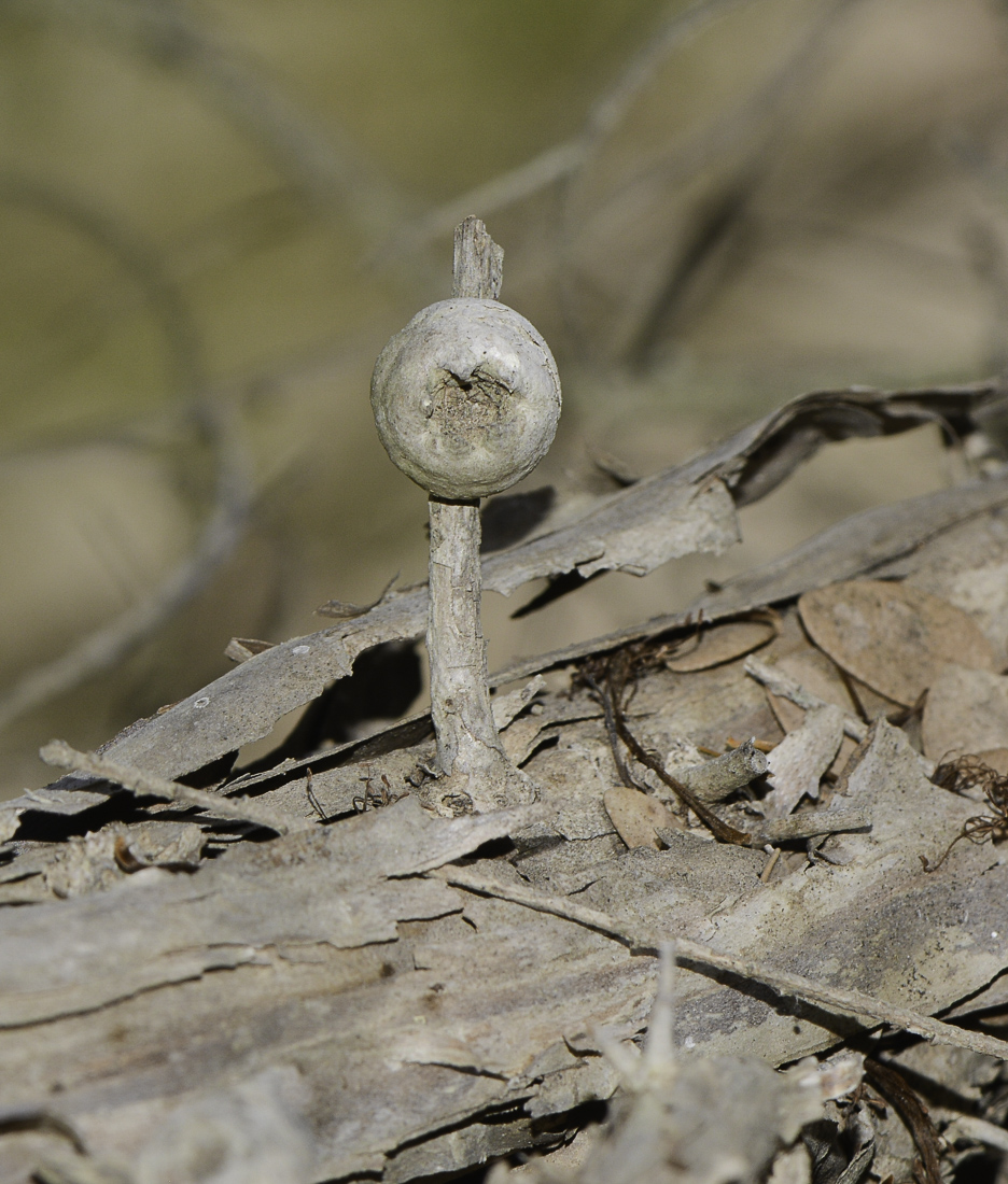 Image of Melaleuca elliptica specimen.