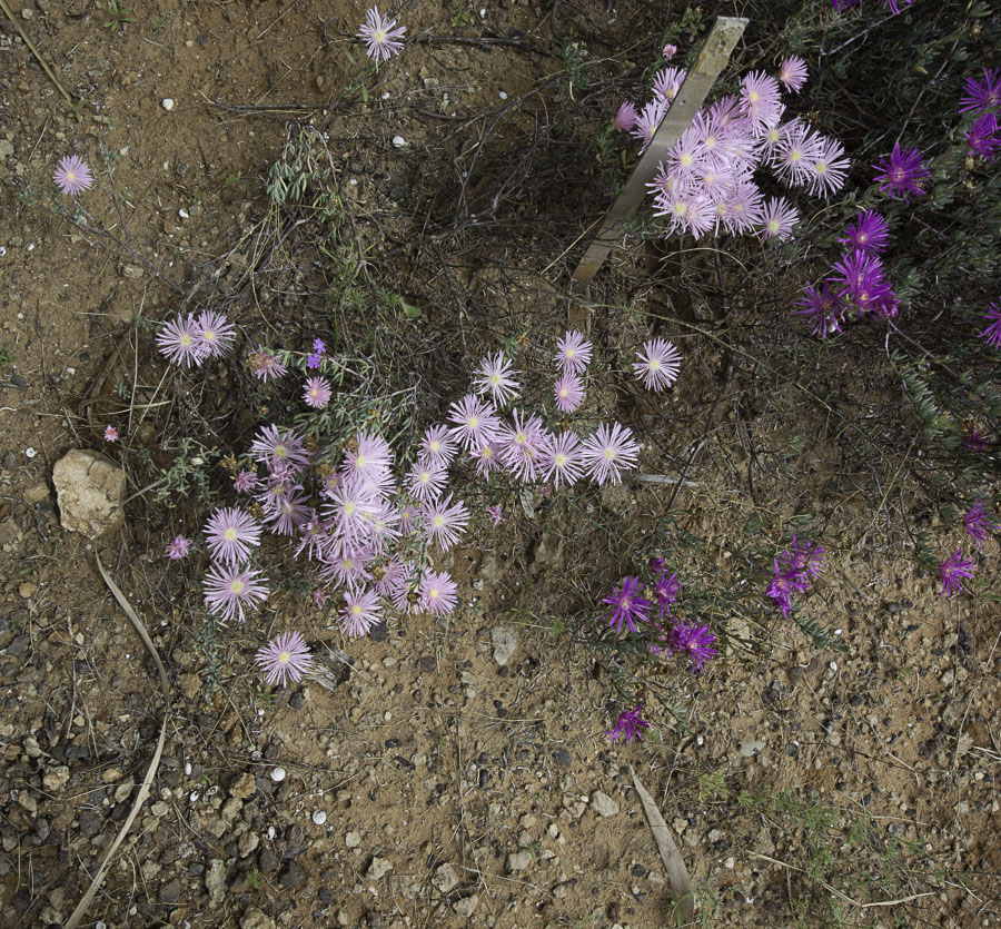 Image of Lampranthus falcatus specimen.