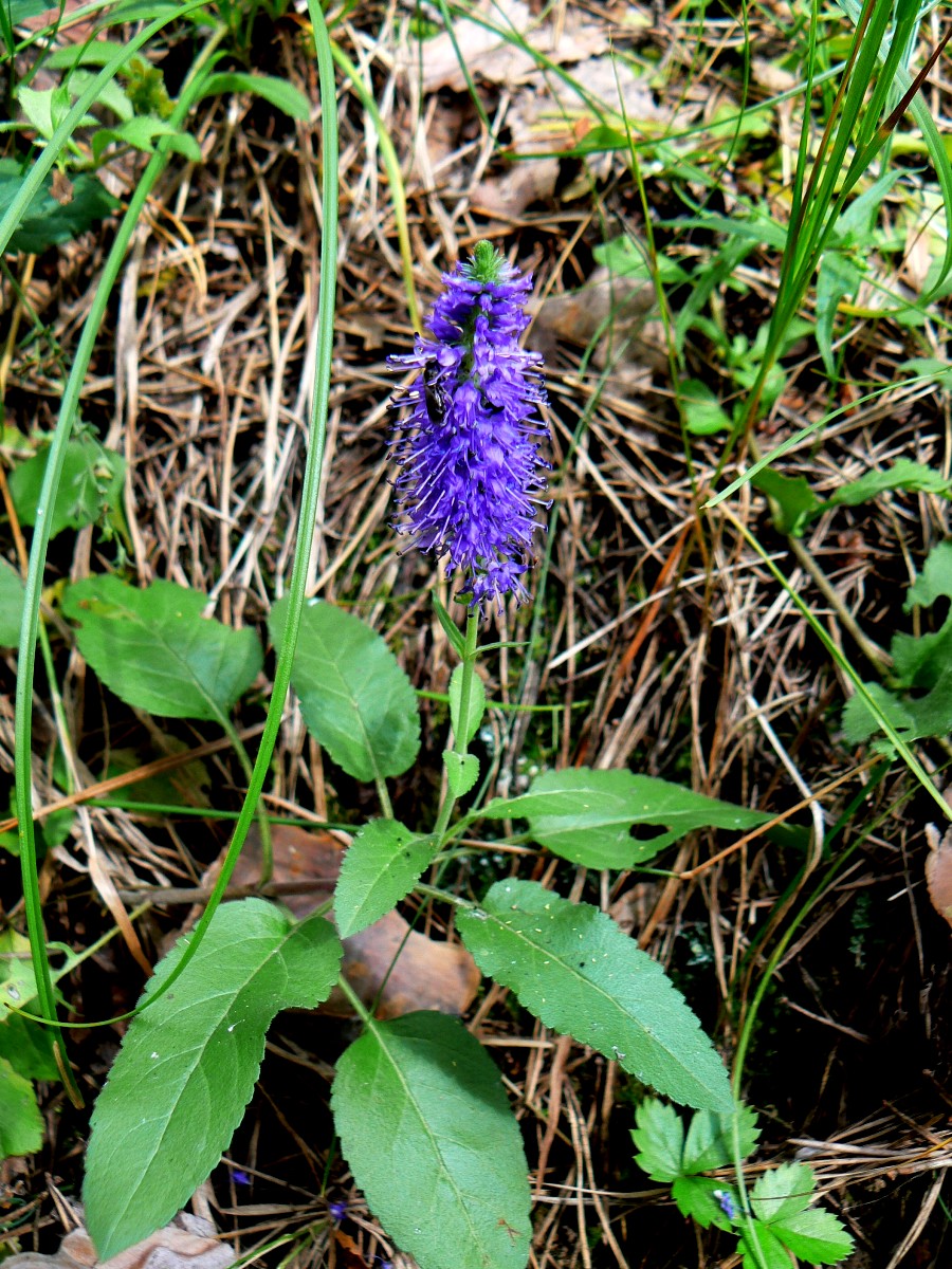 Image of Veronica spicata specimen.