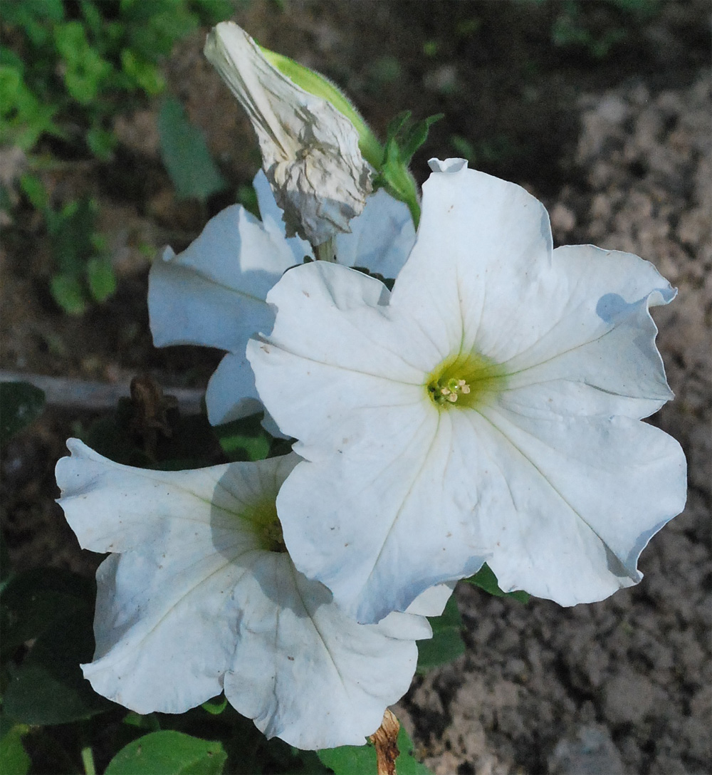 Image of Petunia &times; hybrida specimen.