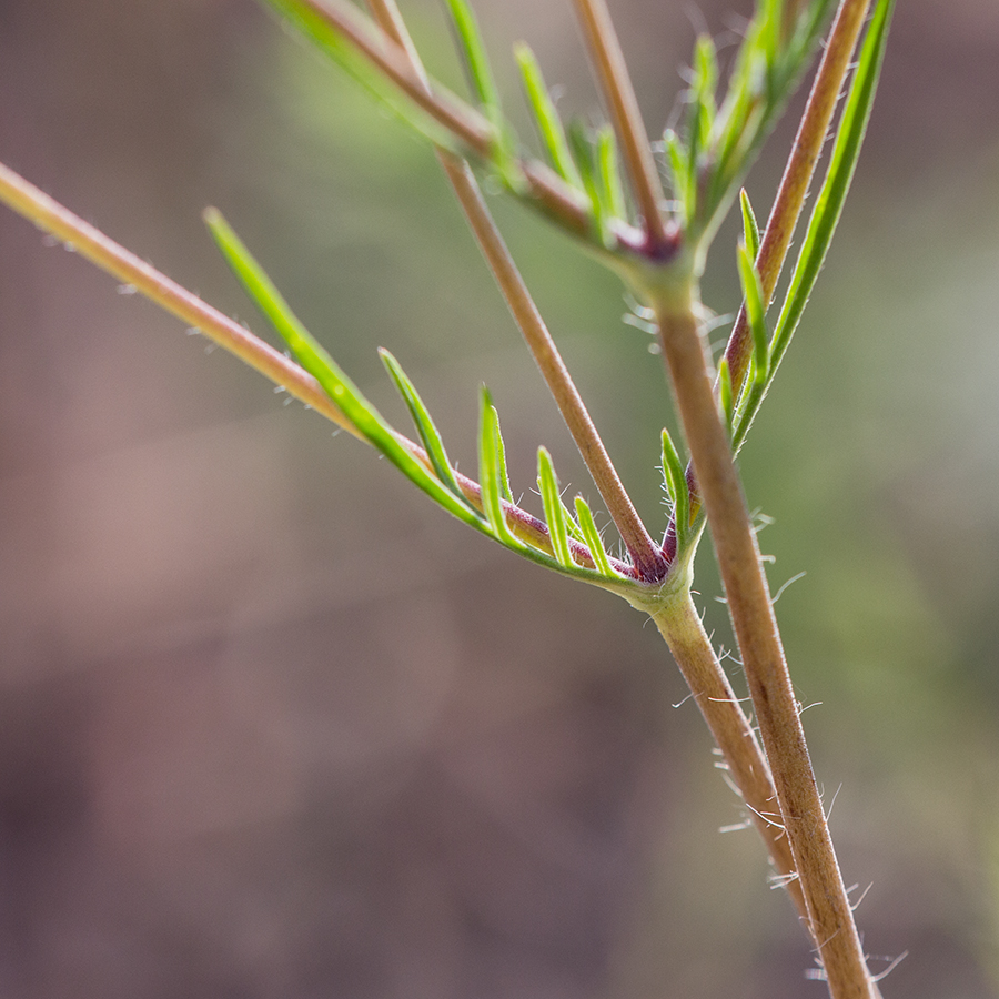 Image of Lomelosia argentea specimen.