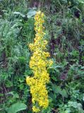 Ligularia heterophylla