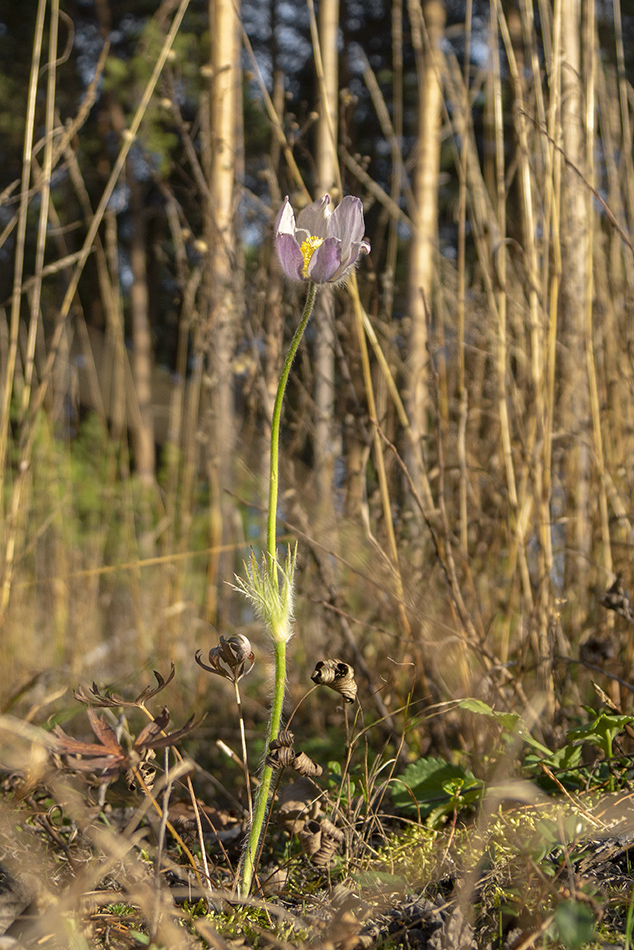 Image of Pulsatilla patens specimen.