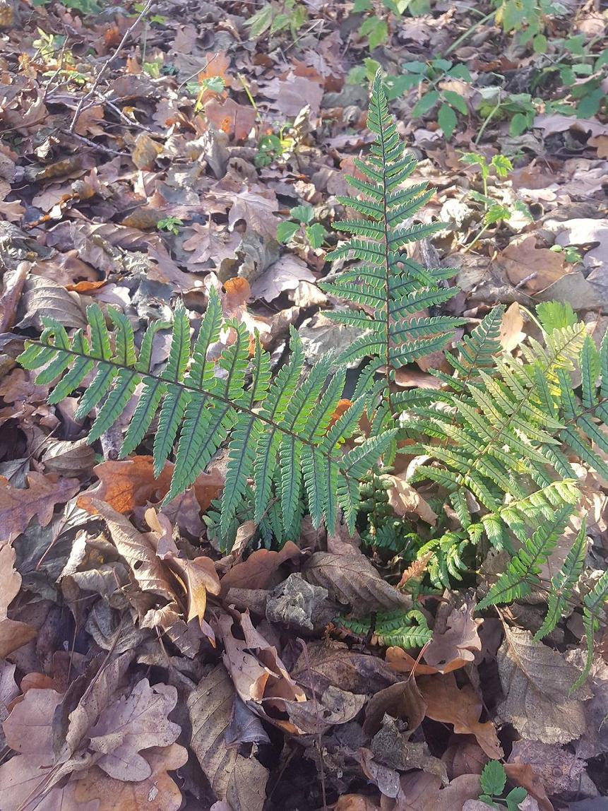 Image of Dryopteris wallichiana specimen.