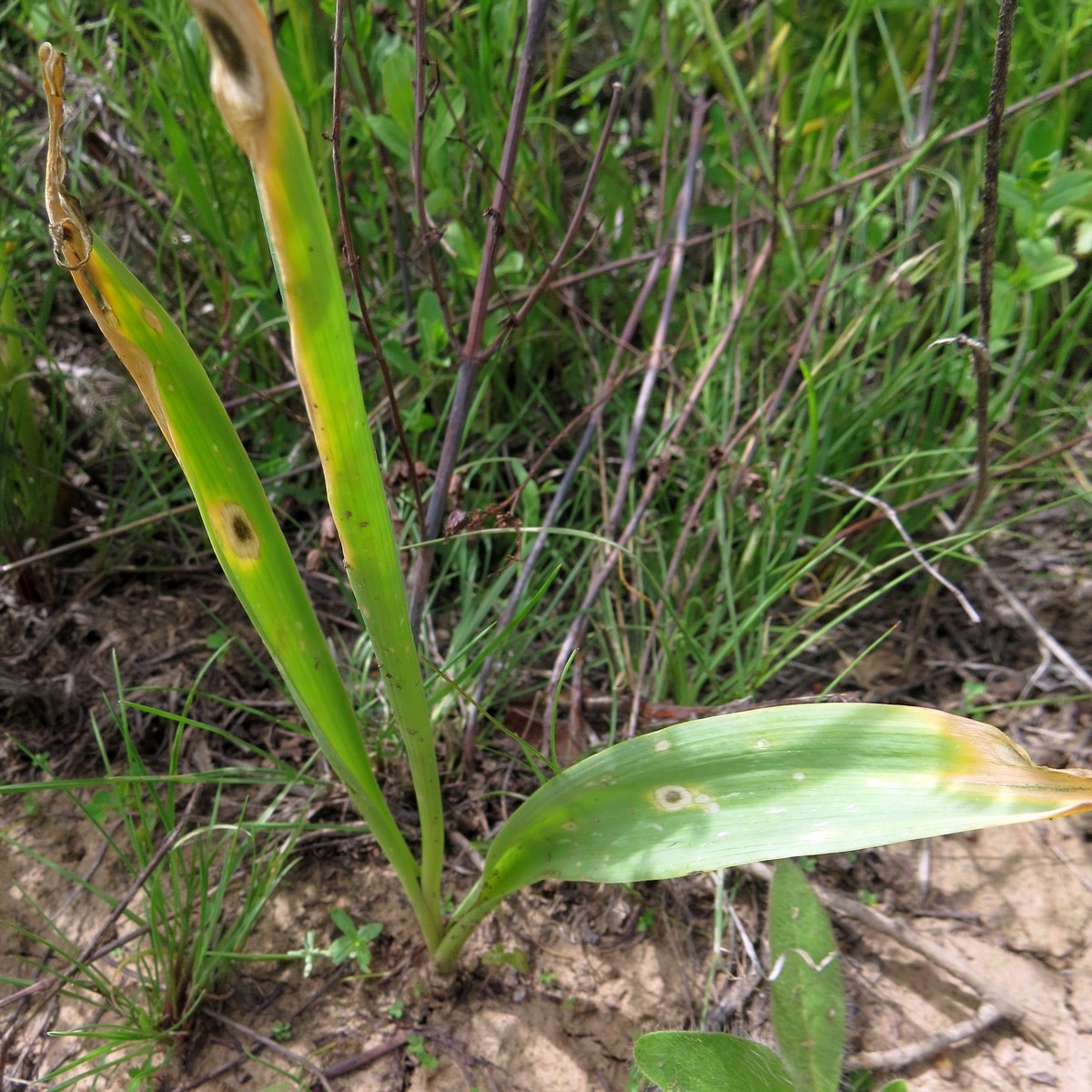 Image of Allium darwasicum specimen.