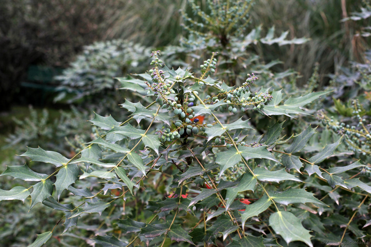 Image of Mahonia bealei specimen.