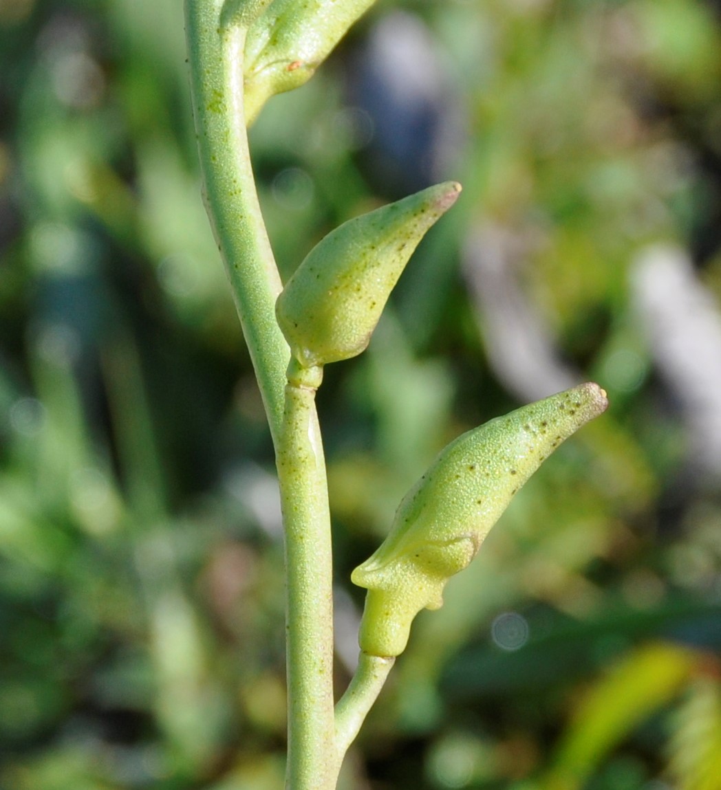 Image of Cakile maritima ssp. integrifolia specimen.