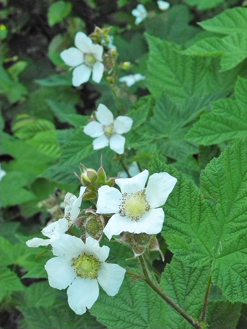 Image of Rubus parviflorus specimen.