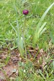 Astragalus stenanthus