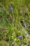 Veronica spicata. Цветущие растения. Ленинградская обл., Лужский р-н, г. Луга, окр. пересечения Старорусской ул. и Железнодорожной ул., сосновый лес, на песчаной почве. 15.08.2019.