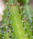 Euphorbia lactea. Верхушка побега с листьями. Израиль, Шарон, г. Тель-Авив, ботанический сад \"Сад кактусов\". 29.08.2019.