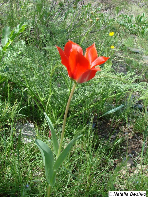 Image of Tulipa affinis specimen.