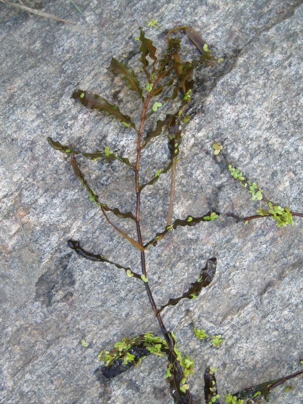 Image of Potamogeton crispus specimen.