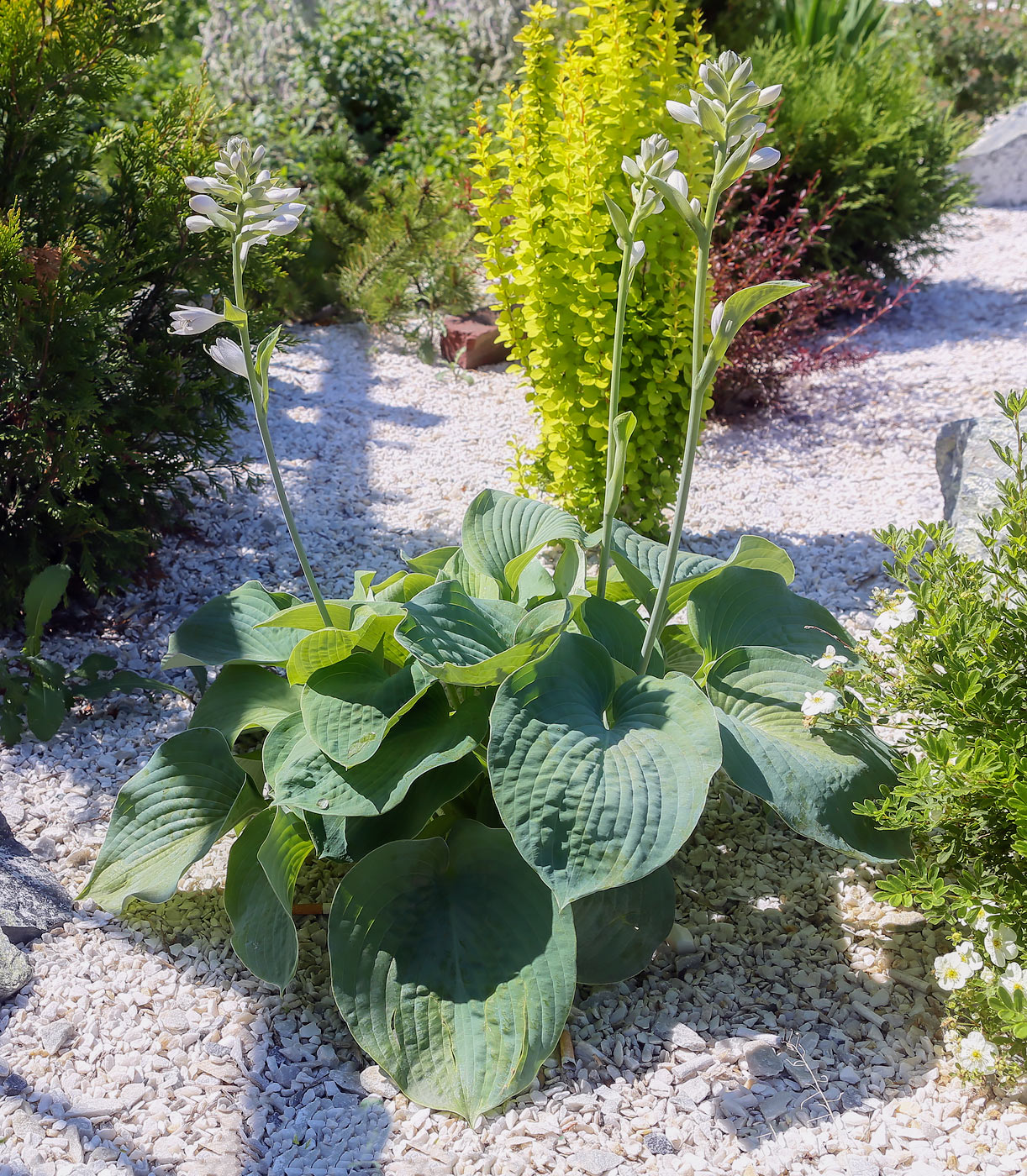 Изображение особи Hosta sieboldiana.