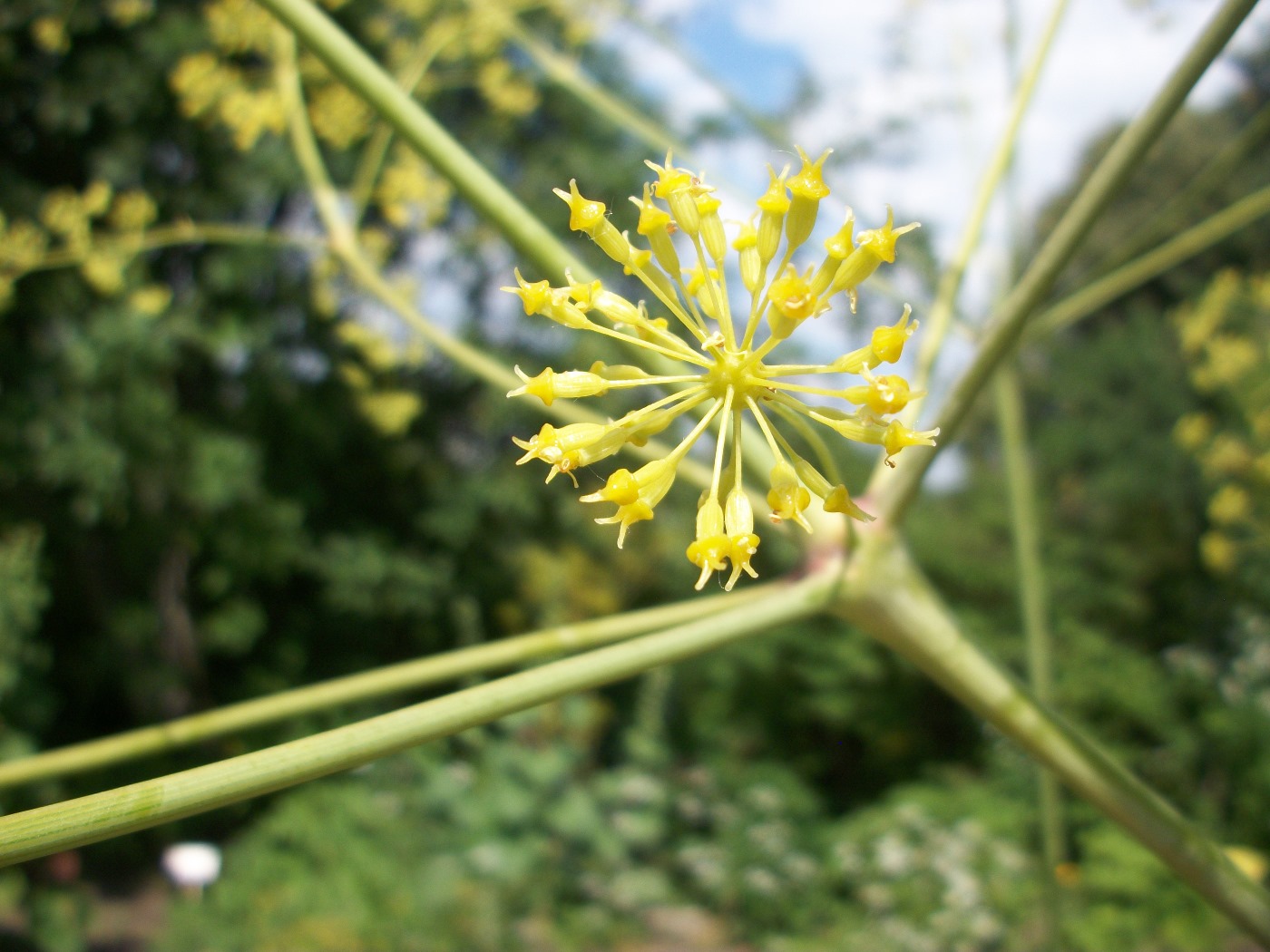 Изображение особи Komaroviopsis anisosperma.