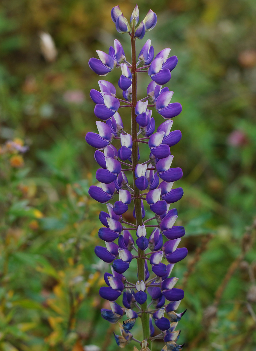 Изображение особи Lupinus &times; regalis.