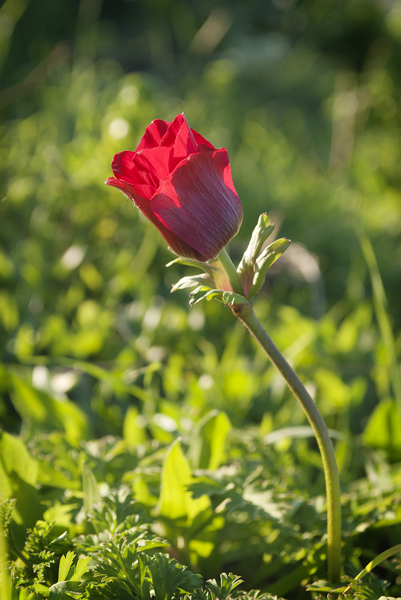 Image of Anemone coronaria specimen.