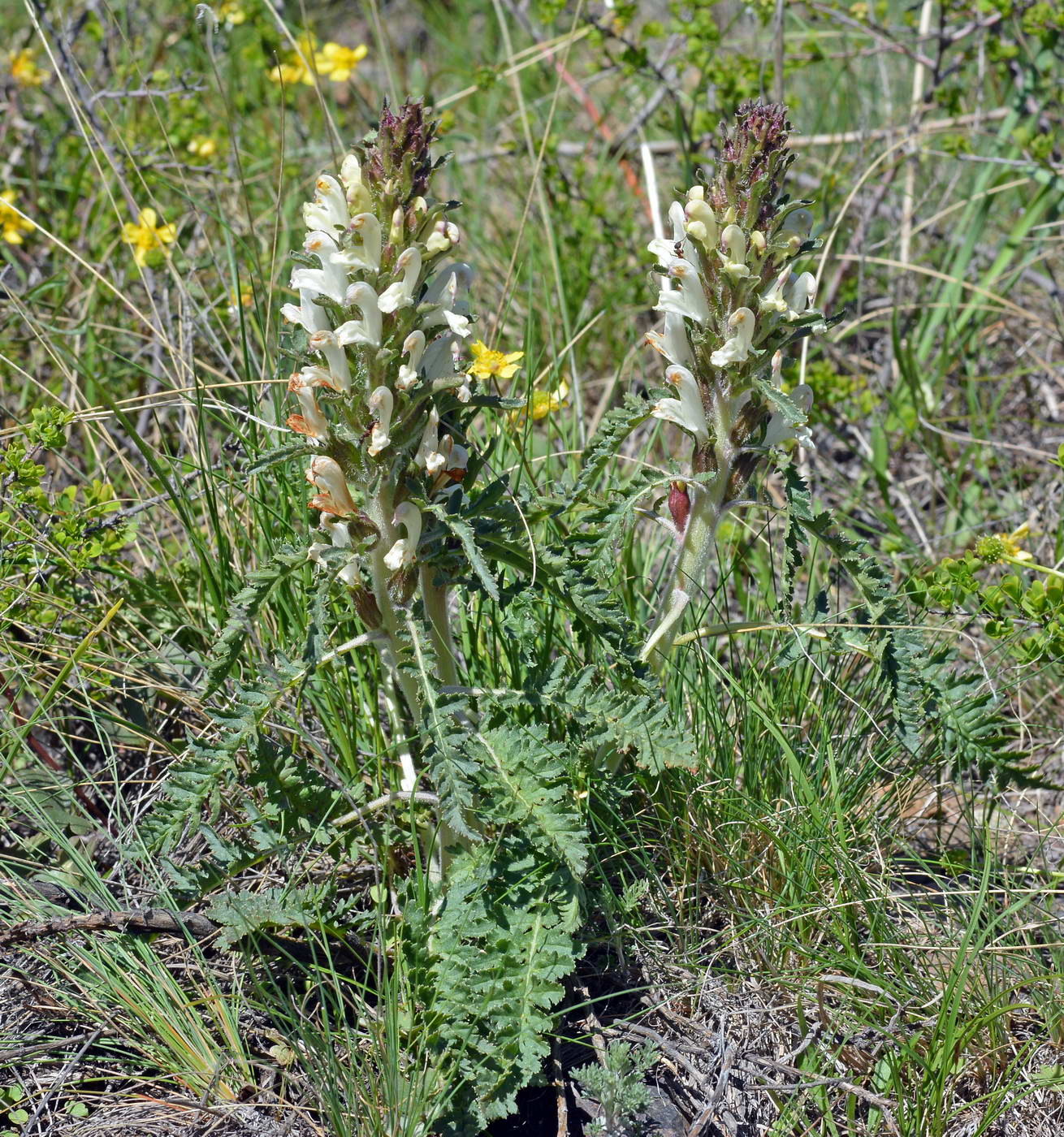 Image of Pedicularis physocalyx specimen.