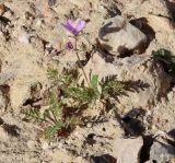 Erodium stellatum. Цветущее мелкое растение. Израиль, окр. г. Арад, опустыненная фригана на ровной возвышенной каменистой поверхности. 03.03.2020.