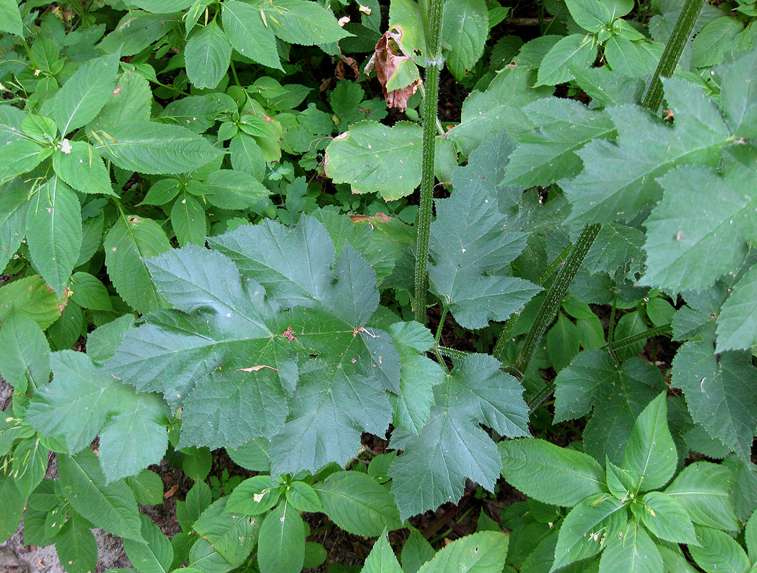 Изображение особи Heracleum sibiricum.