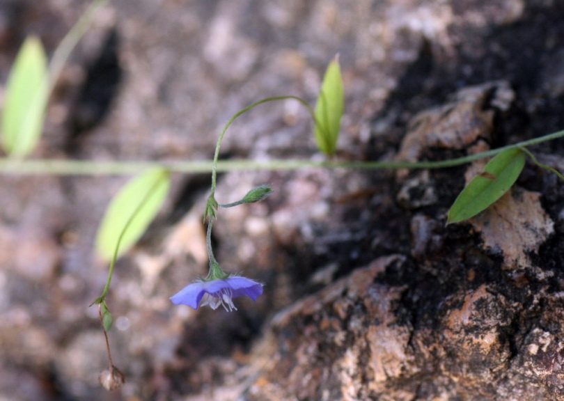 Изображение особи Evolvulus alsinoides.