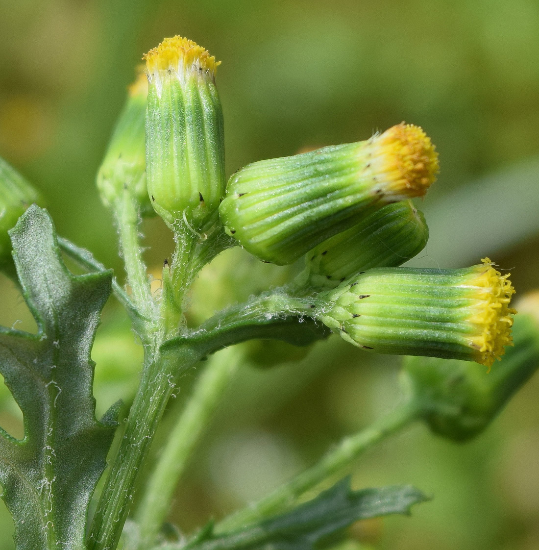 Изображение особи Senecio vulgaris.