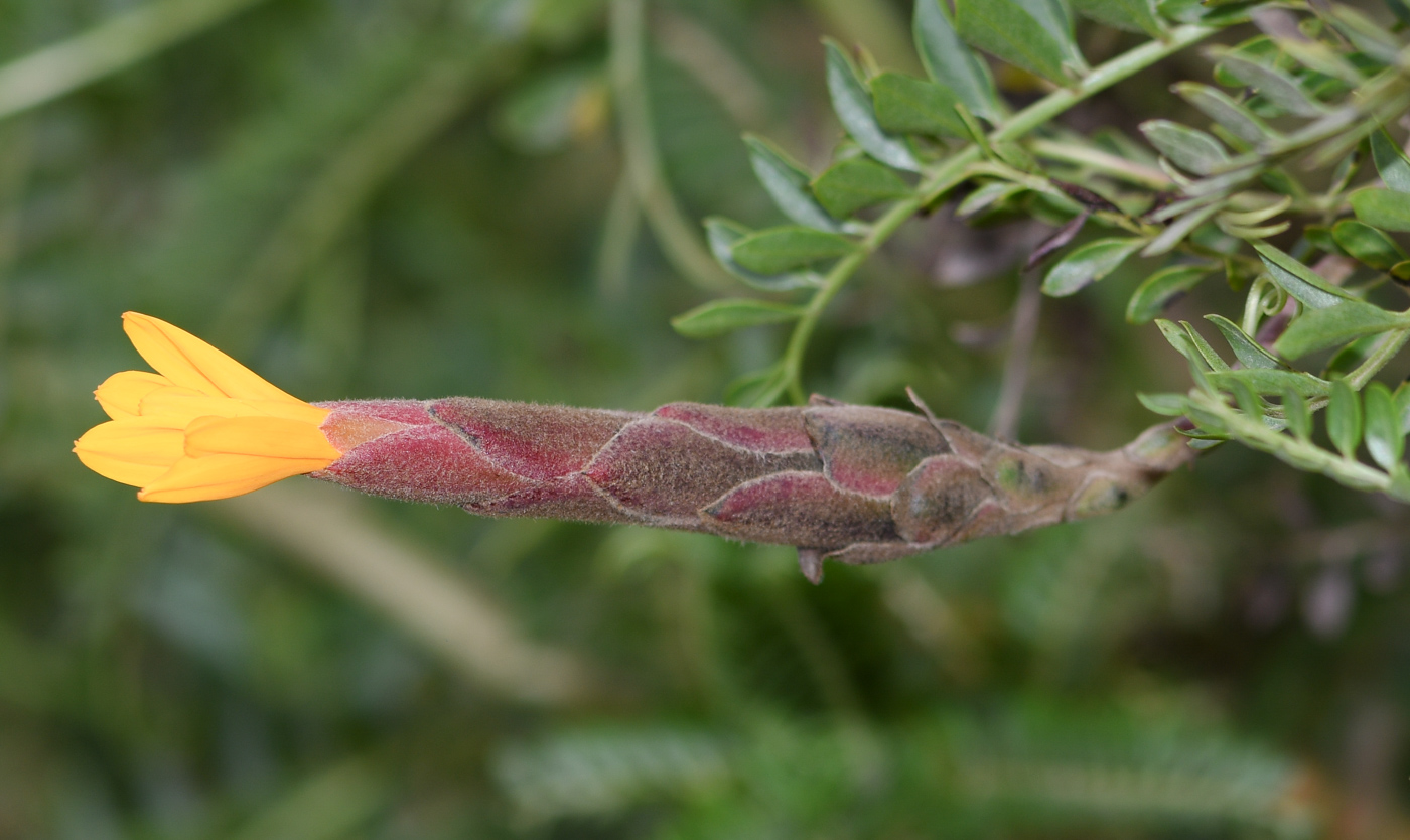 Image of Mutisia acuminata specimen.