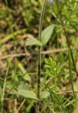 Cerastium holosteoides. Средняя часть побега. Калужская обл., Боровский р-н, дер. Сатино, правый берег р. Протва, низкотравный пойменный луг, возле тропы. 9 июня 2020 г.