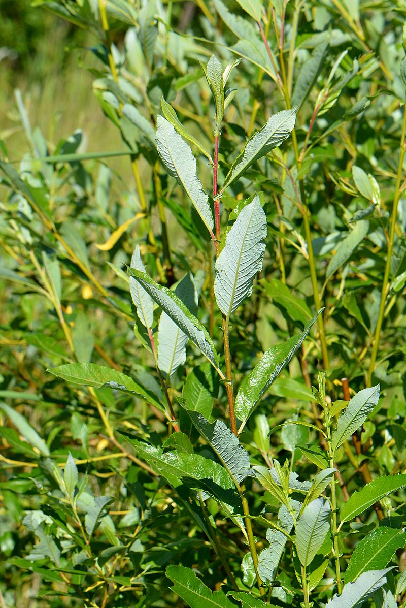 Image of Salix phylicifolia specimen.