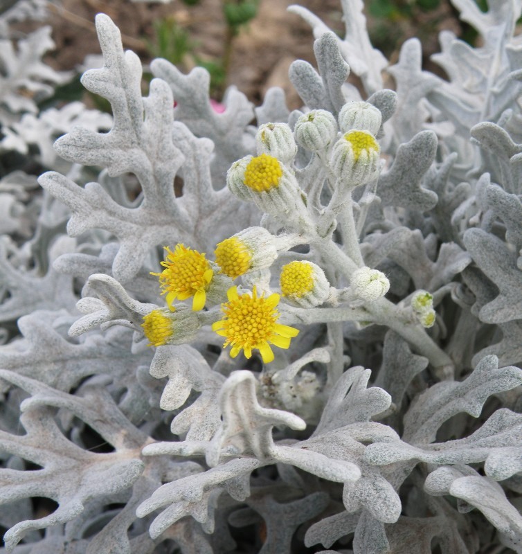 Цветы цинерария серебристая фото и описание