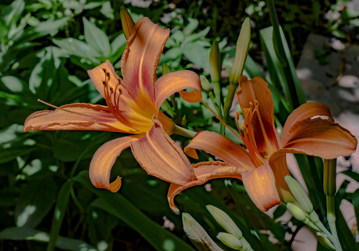 Image of Hemerocallis fulva specimen.