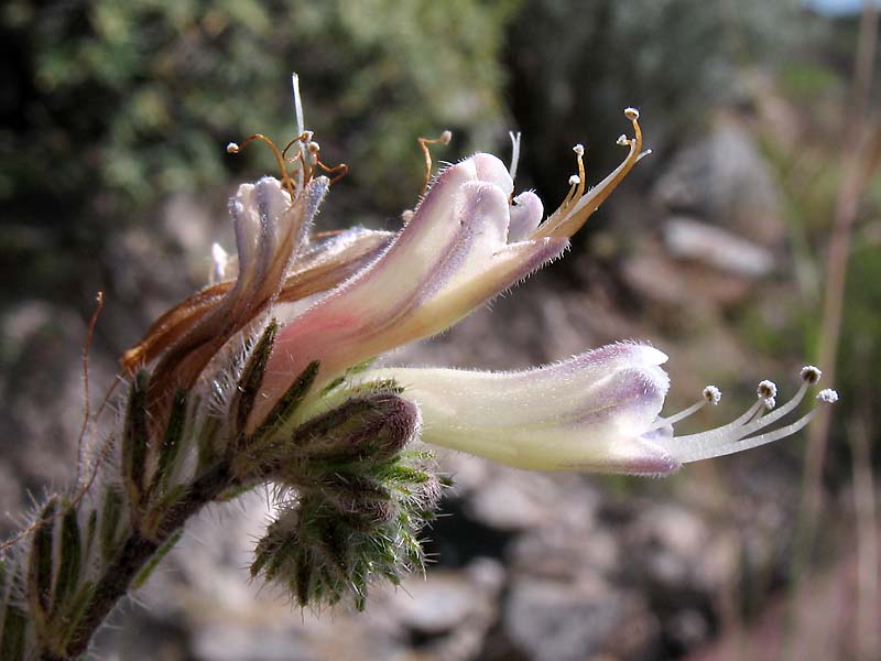 Изображение особи Echium triste ssp. nivariense.