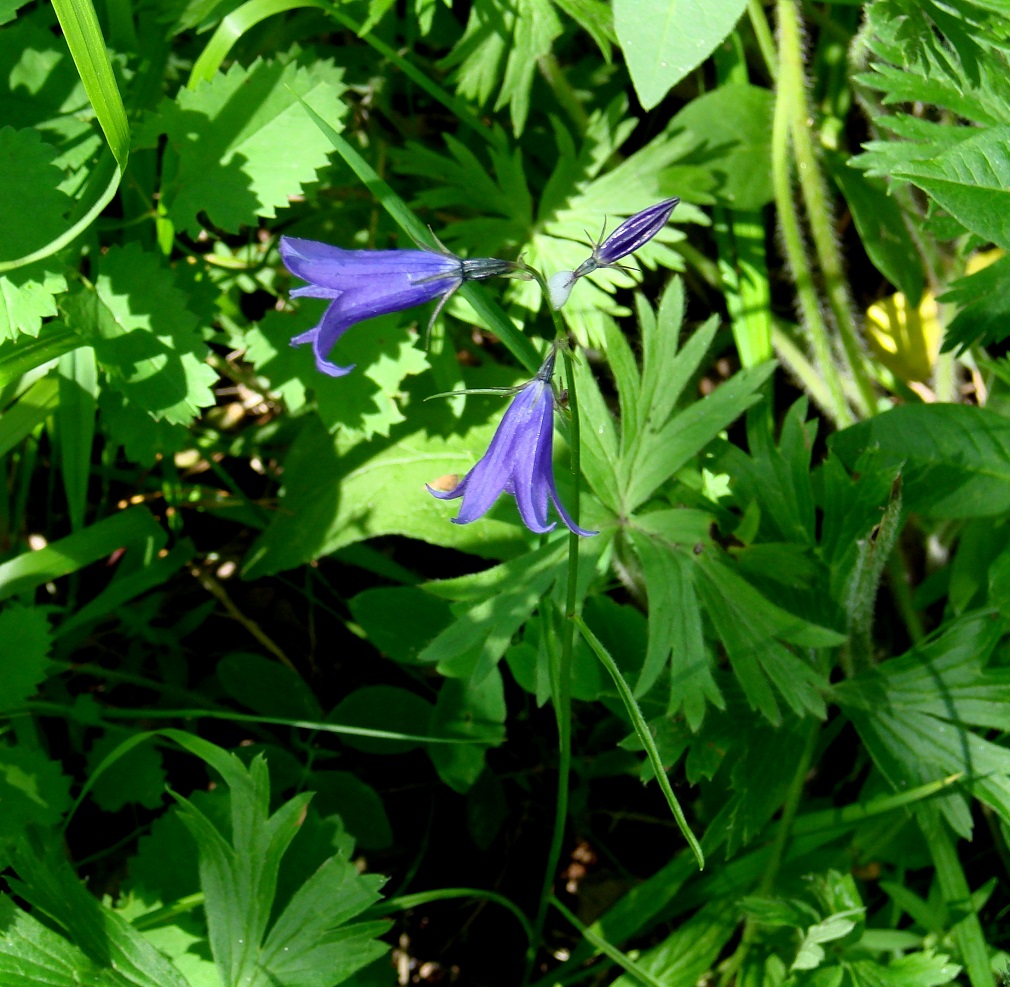 Image of Campanula turczaninovii specimen.