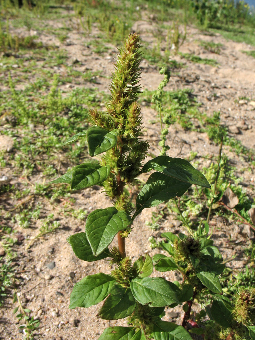 Image of Amaranthus retroflexus specimen.