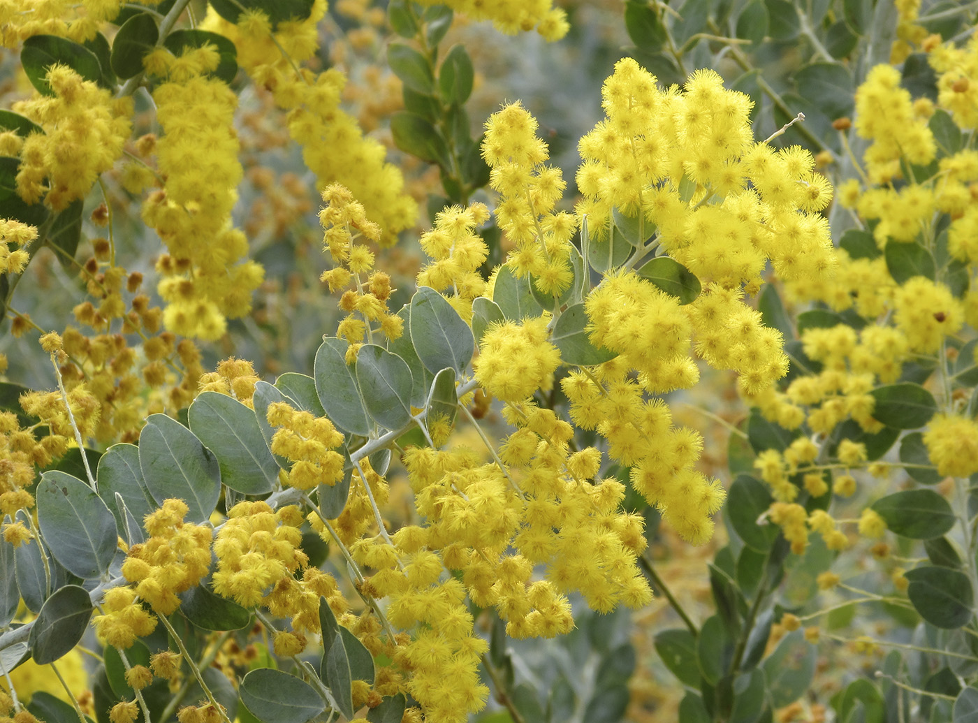 Изображение особи Acacia podalyriifolia.