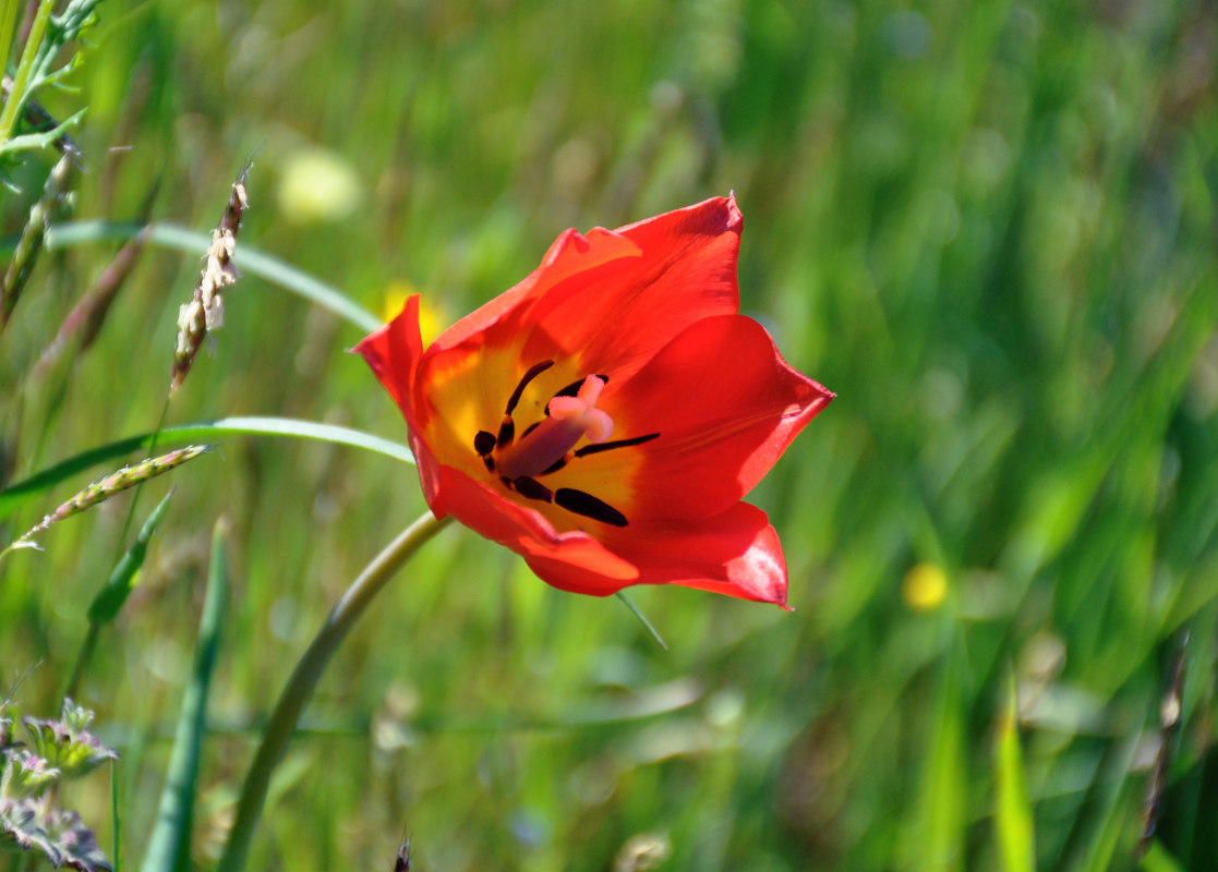 Изображение особи Tulipa suaveolens.