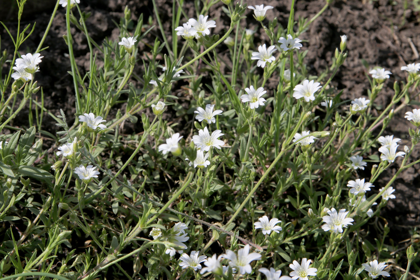 Image of Cerastium arvense specimen.