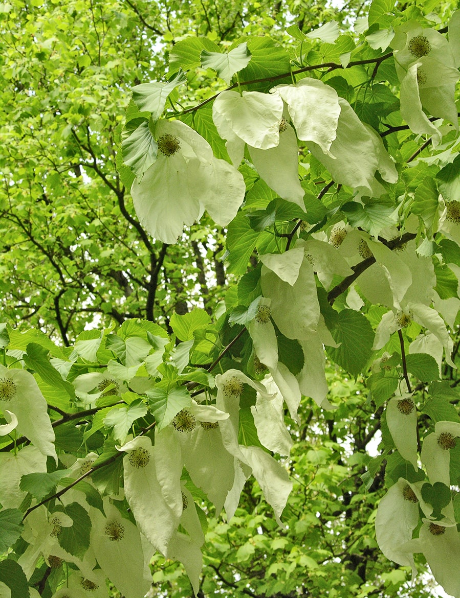 Image of Davidia involucrata specimen.