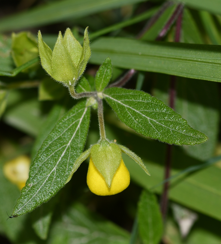 Изображение особи Calceolaria engleriana.