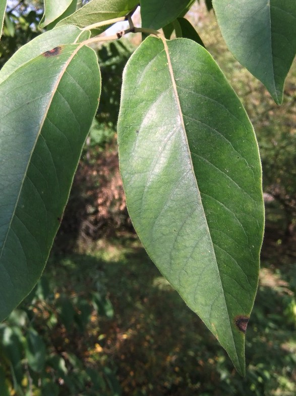 Image of Diospyros virginiana specimen.