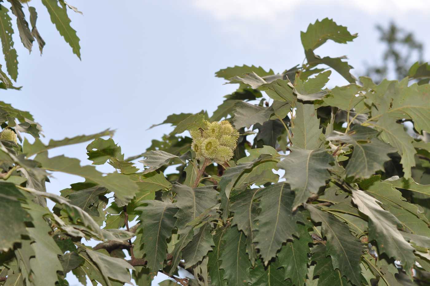 Image of Quercus castaneifolia specimen.