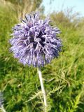 Echinops crispus