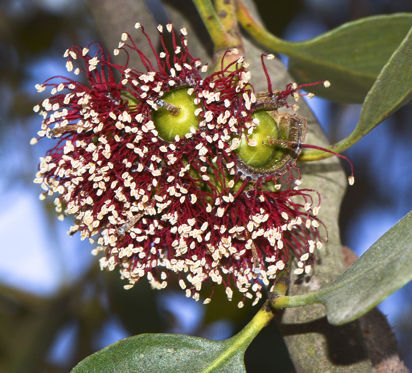 Image of genus Eucalyptus specimen.