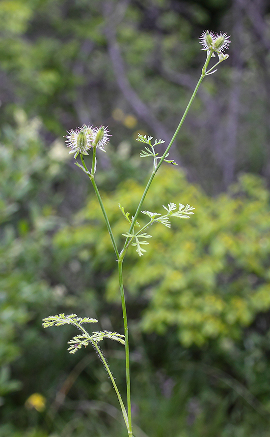 Image of Orlaya daucoides specimen.