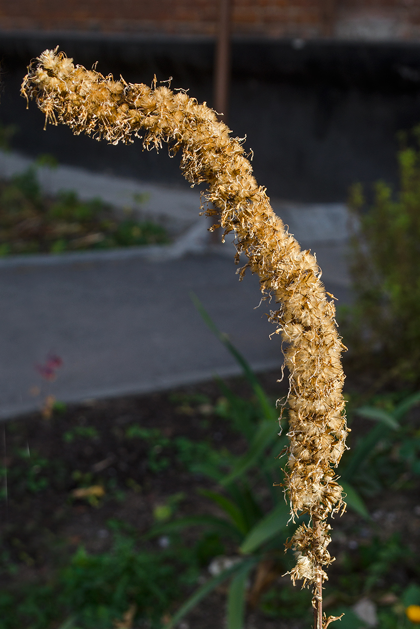 Изображение особи Ligularia przewalskii.