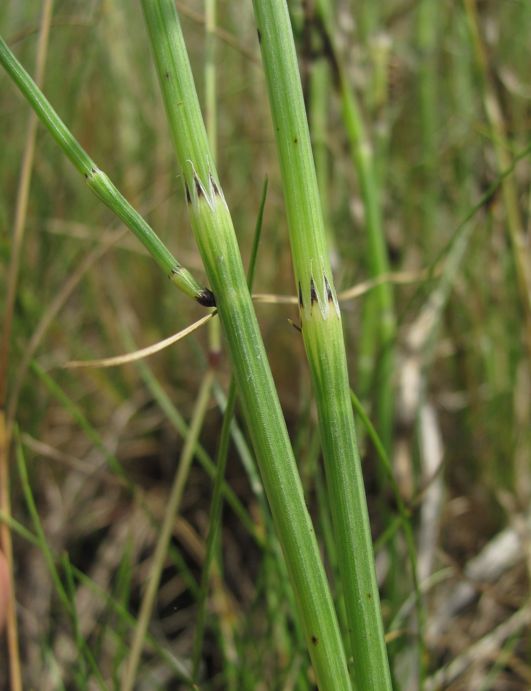 Image of Equisetum palustre specimen.