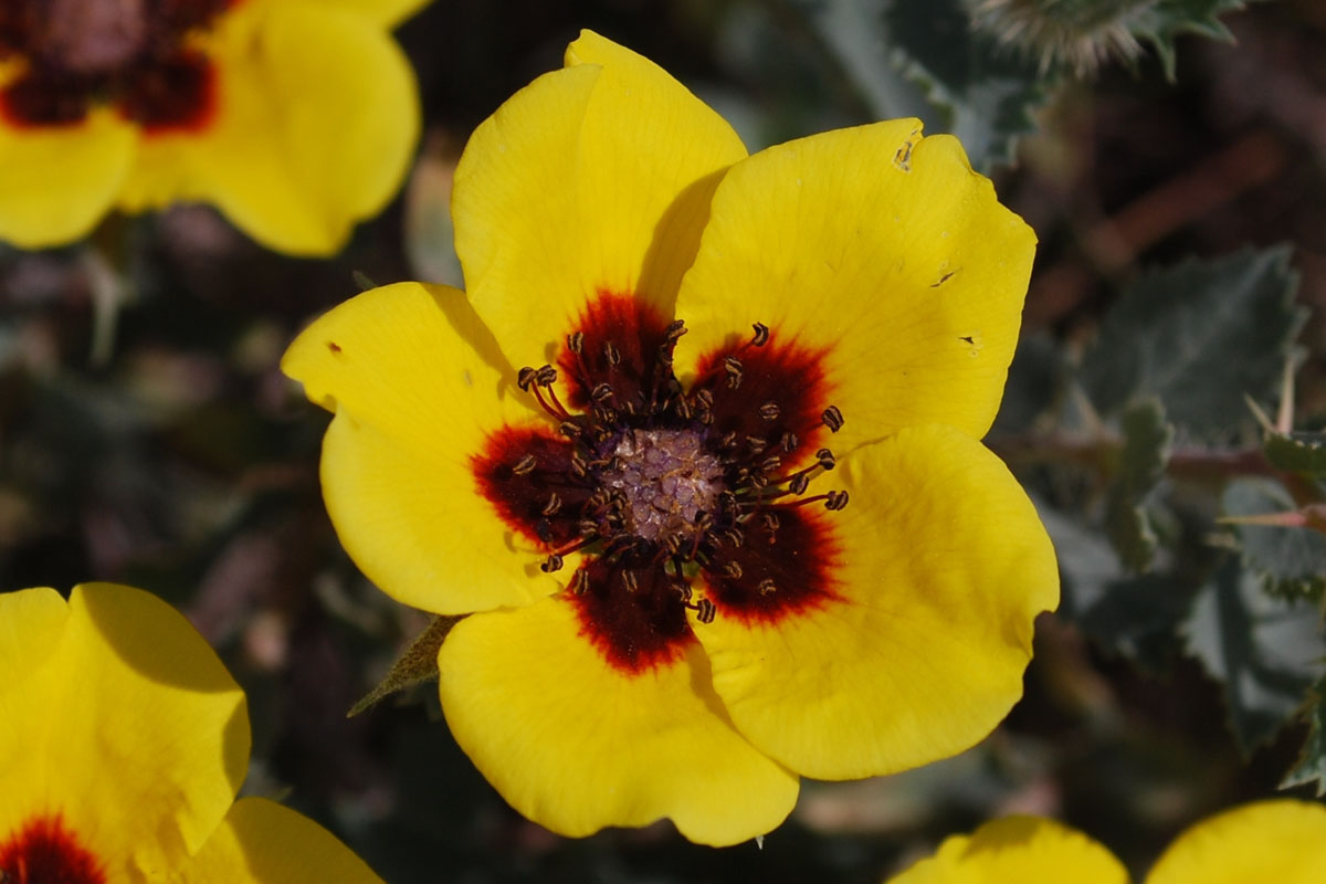 Image of Rosa persica specimen.