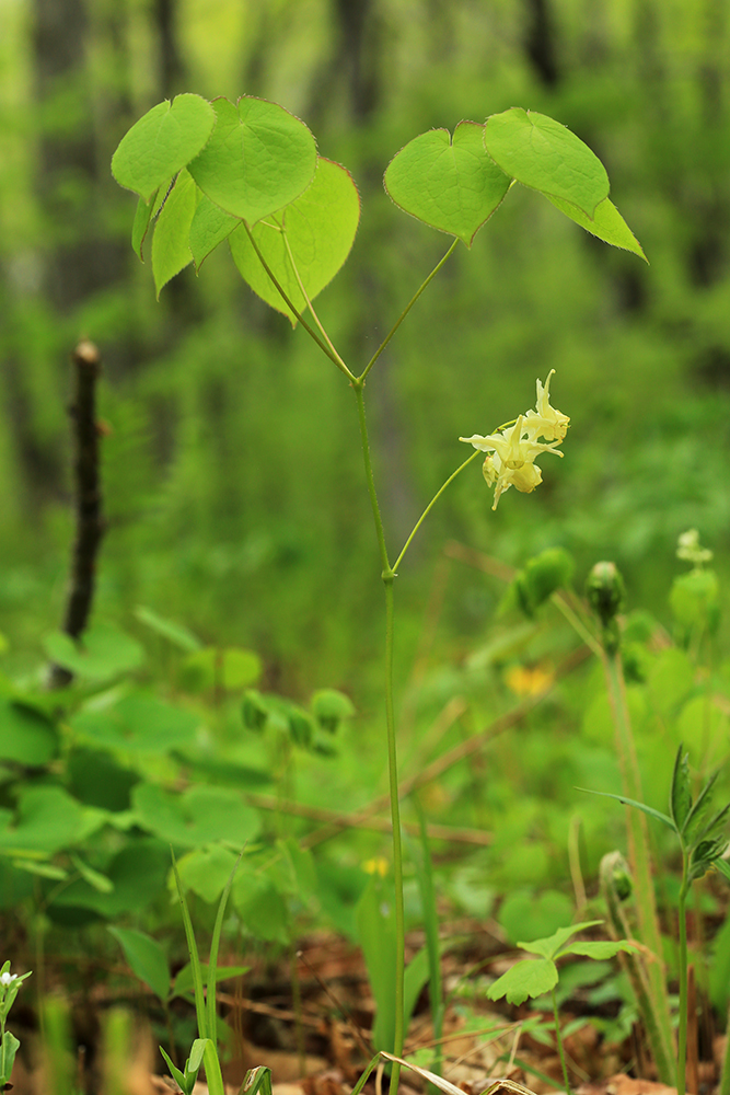 Image of Epimedium koreanum specimen.